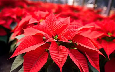 Centros de Navidad con Flores de Pascua: Ilumina tus Celebraciones Festivas