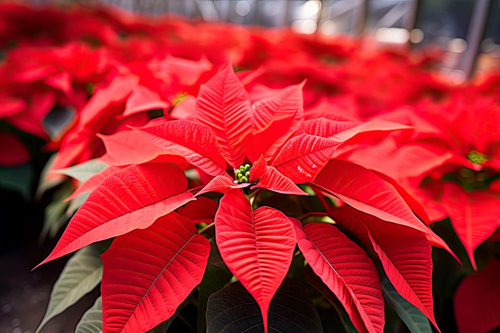 Centros de Navidad con Flores de Pascua: Ilumina tus Celebraciones Festivas